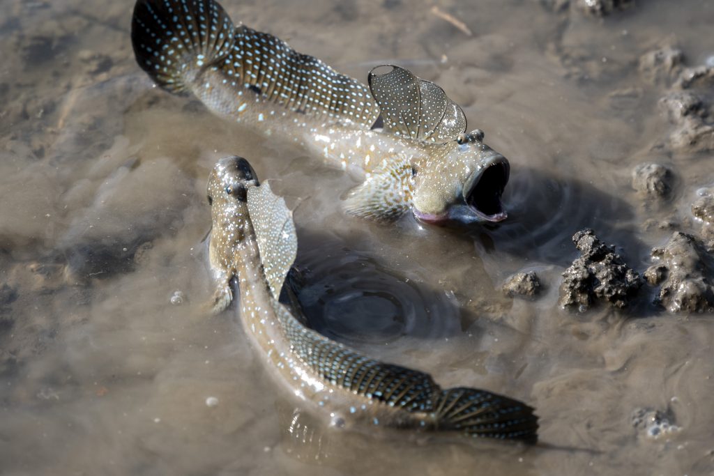 짱뚱어 / Great Blue-spotted Mudskipper