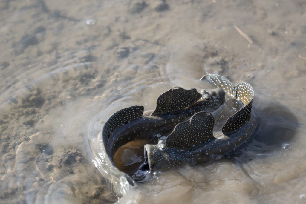 짱뚱어 / Great Blue-spotted Mudskipper